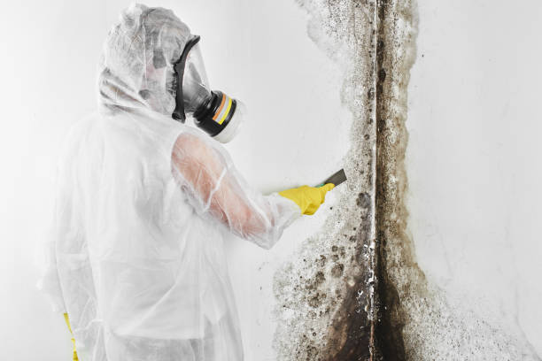 Best Attic Mold Removal  in Harrisburg, PA