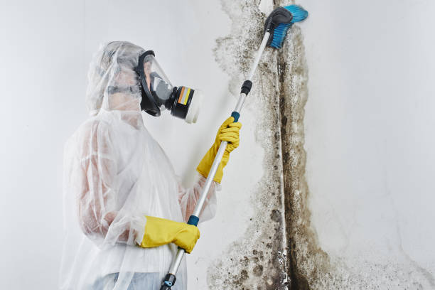 Best Mold Cleaning Services  in Harrisburg, PA