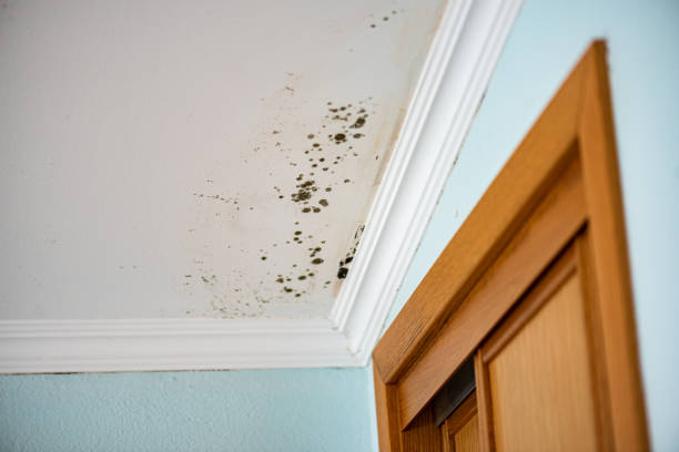 Mold Testing and Removal in Harrisburg, PA
