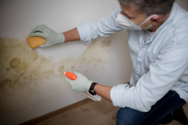 Mold Removal Process in Harrisburg, PA
