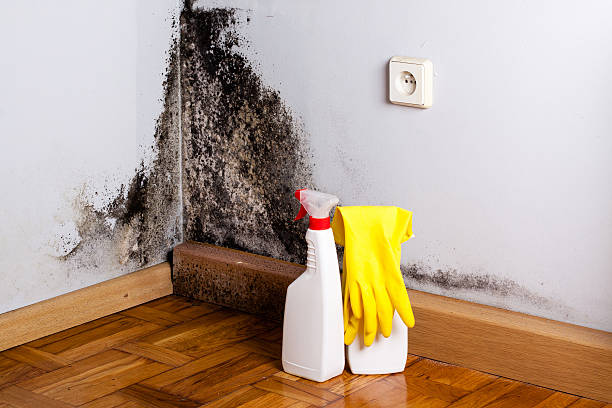 Reliable Harrisburg, PA Mold Removal Solutions