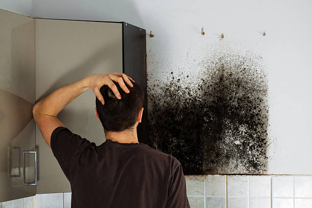 Best Mold Inspection  in Harrisburg, PA
