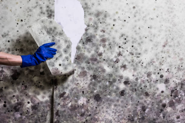 Best Affordable Mold Removal  in Harrisburg, PA