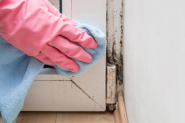 Best Mold Removal Near Me  in Harrisburg, PA